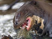 Can You Have a Pet Otter in California?