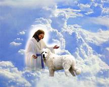 Are Pets in Heaven?