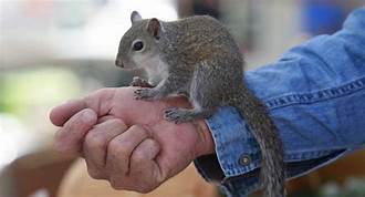 How to Keep a Pet Squirrel