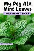 Is Mint Toxic to Pets?