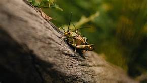 Can You Keep Grasshoppers as Pets?