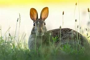 Can Cottontail Rabbits Be Pets?