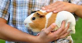 Are Guinea Pigs Good Pets for Kids?