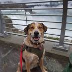 Is Niagara Falls Pet Friendly?