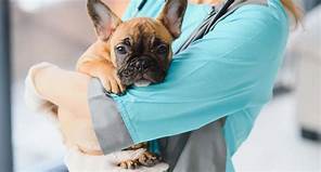 Does Pet Insurance Cover Heartworm Treatment?