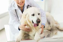 How Does Pet Insurance Know About Pre-existing Conditions?