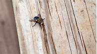 How to Get Rid Of Flies Outside Safe for Pets