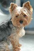 Are Yorkshire Terriers Good Pets?