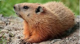 Are Marmots Good Pets?