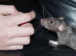 Can Pet Rats Make You Sick?