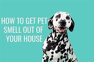 How to Get Rid of Pet Smell in Home