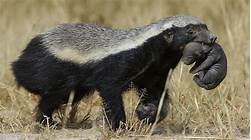 Do Badgers Make Good Pets?