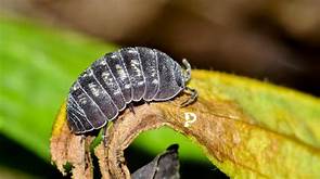 Can You Buy Pill Bugs at a Pet Store?