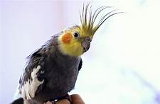 How Long Do Cockatiels Live as Pets?