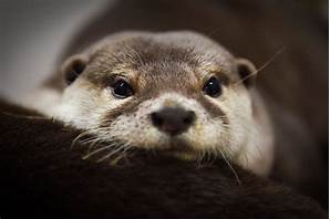 Can I Own an Otter as a Pet?
