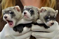 Do Ferrets Make A Good Pet?