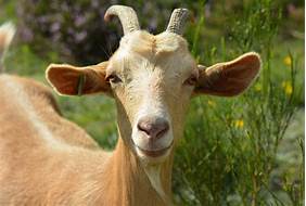 Do Goats Like to Be Pet?
