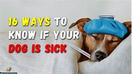 Do Pets Know When You Are Sick?