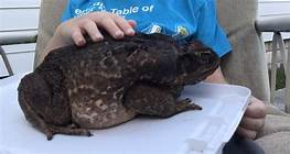 Can I Keep a Toad as a Pet?