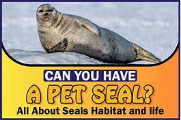 Can You Have a Pet Seal?