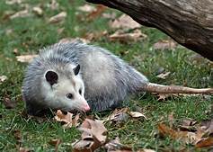 Can I Keep an Opossum as a Pet?