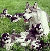 Are Husky Dogs Good Family Pets?