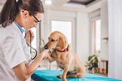 Can a Vet Take Your Pet Away?