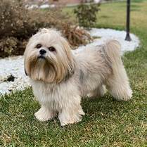 Are Lhasa Apsos Good Pets?