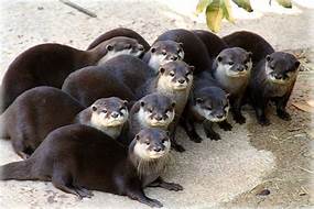 Is It Legal to Own Otters as Pets?