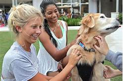 Do Colleges Allow Pets in Dorms?