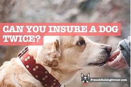 Can You Have 2 Pet Insurance Policies?