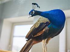 Can I Have a Peacock as a Pet?