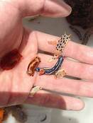 Can You Keep Sea Slugs as Pets?