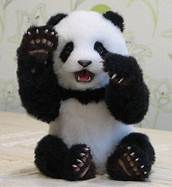 Can I Have a Pet Panda?