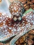 Do Octopuses Make Good Pets?