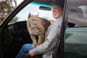 Can You Own a Bobcat as a Pet?