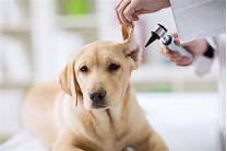 Does Pet Insurance Cover Ear Infections?