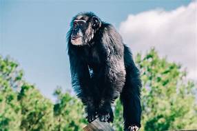 Are Chimps Good Pets?