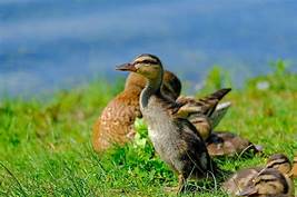 How to Take Care of a Duckling as a Pet