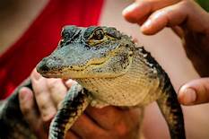 Can You Have a Pet Alligator in Florida?