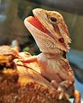 Is a Bearded Dragon an Exotic Pet?