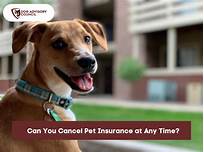 Can You Cancel Pet Insurance at Any Time?