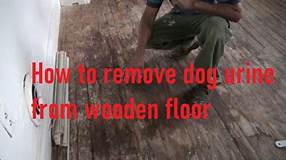 How to Get Pet Odor Out of Wood Floors