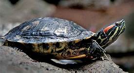 Can a Pet Turtle Survive in the Wild?