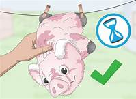 How to Clean a Pillow Pet