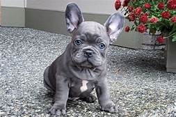 How Much is Pet Insurance for a French Bulldog?