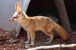 Can You Keep a Fennec Fox as a Pet?