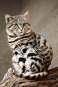 Can Black Footed Cats Be Pets?