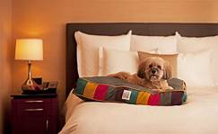 Is Hyatt Pet Friendly?