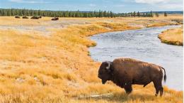 Are Pets Allowed in Yellowstone Park?